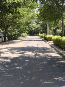 
A smooth, quiet road stretches forward, bordered by lush greenery.