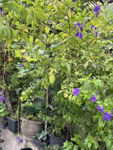 A lush, green garden scene filled with vibrant purple flowers clustered on leafy branches. 
