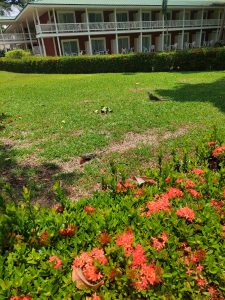 Orange flowers on a bush beside a green lawn in Tambor, Puntarenas, with two iguanas on the grass and a two-story building in the background.