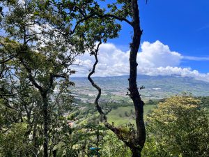 A scenic view of a green valley and distant mountains framed by tall trees under a bright blue sky with white clouds.