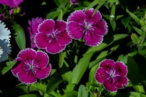 Deep pink Dianthus flowers with white-fringed petals
