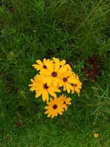 A tight cluster of bright yellow daisy-like flowers with dark brown centers blooming against a background of thin green leaves.