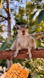 A curious squirrel pauses on a tree branch, gazing directly into the camera with bright, expressive eyes. The warm forest light and vibrant orange fruit create a lively natural setting around this charming wildlife portrait.