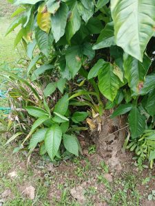 Large green tropical leaves surround the base of a tree, with grass, small plants, and exposed soil below.