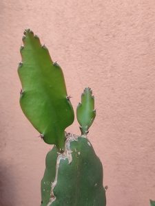 Dragon fruit tree with green stems growing upright.
