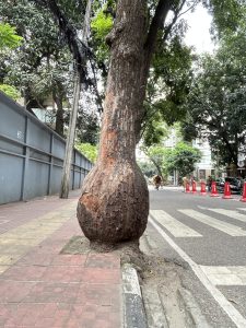 A thick tree with a bulbous base and rough bark beside an urban sidewalk.