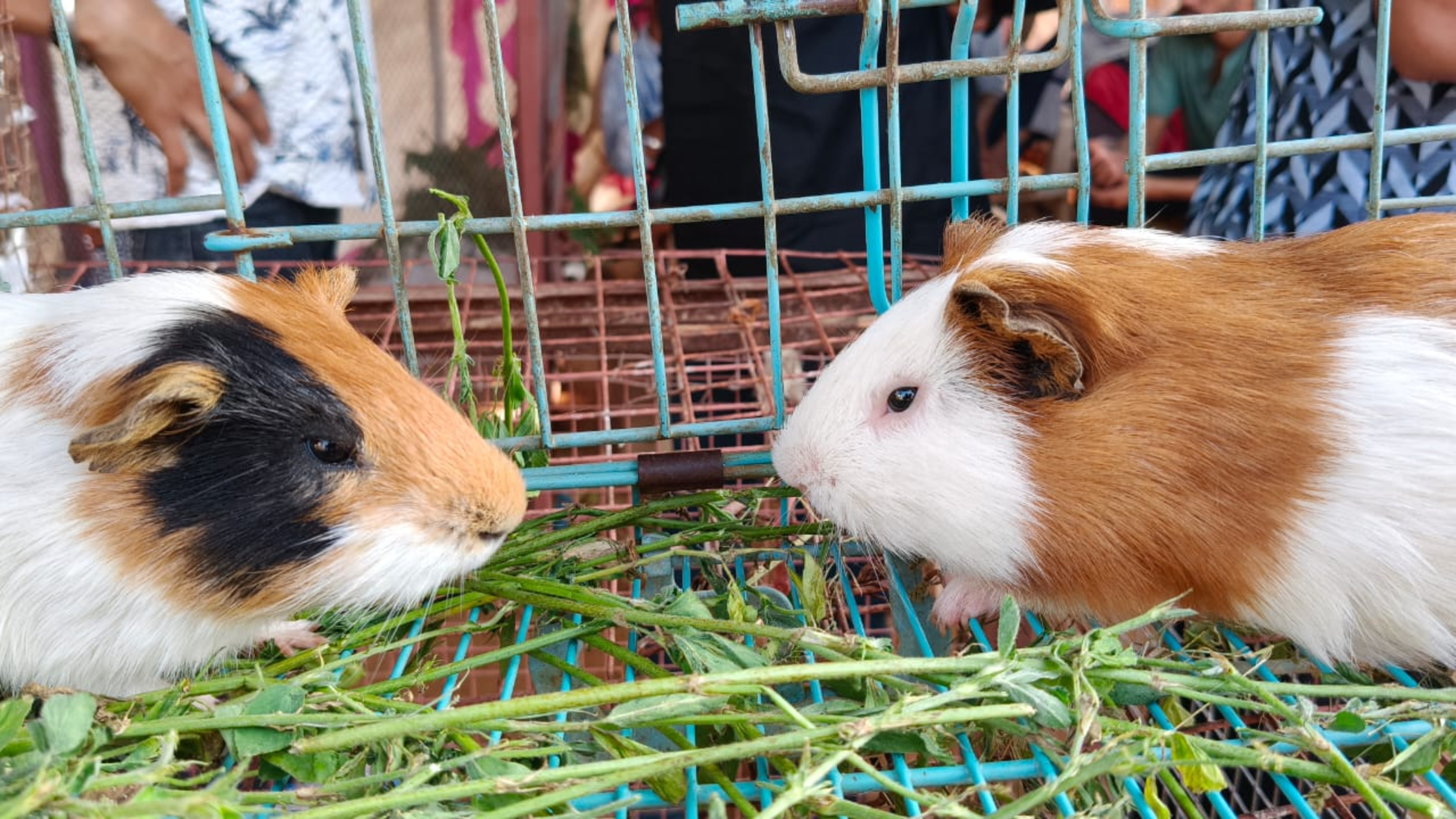 Two guinea pigs eating fresh green hay inside a cage—one tricolor (black, brown, and white) on the left, and one white and light brown on the right.