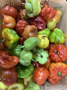 A close-up view of a plastic basket filled with a variety of colorful peppers. The peppers are in different shapes, primarily rounded with a slight twist or bulge, and range in color from vibrant reds and oranges to bright greens and yellows.