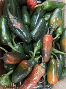 
A basket of glossy green jalapeño peppers, with a few turning red and orange.