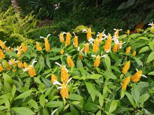 A vibrant bush of yellow shrimp plants displaying bright golden cone-shaped bracts with small white flowers emerging from their tips.