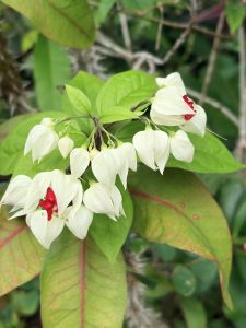 A cluster of Bleeding Heart Vine (Clerodendrum thomsoniae), an ornamental climbing vine known for its heart shaped white calyxes and vibrant crimson red petals.