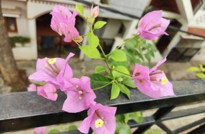 Sprig of light pink bougainvillea flower