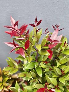 A colorful cluster of red, coral, and green leaves from the Christina/Red Lip plant (Syzygium myrtifolium) creates an attractive natural pattern. The close-up captures delicate leaf textures and striking color variations. Photographed in Karumala, Kozhikode, Kerala.