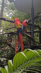 Two scarlet macaws perched on branches surrounded by tropical vegetation.