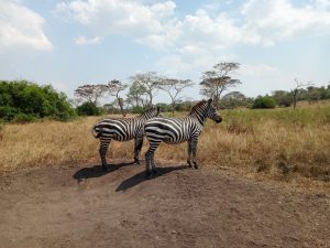 Two plains zebras (Equus quagga) with distinctive black and white stripes standing together on a patch of dry soil.