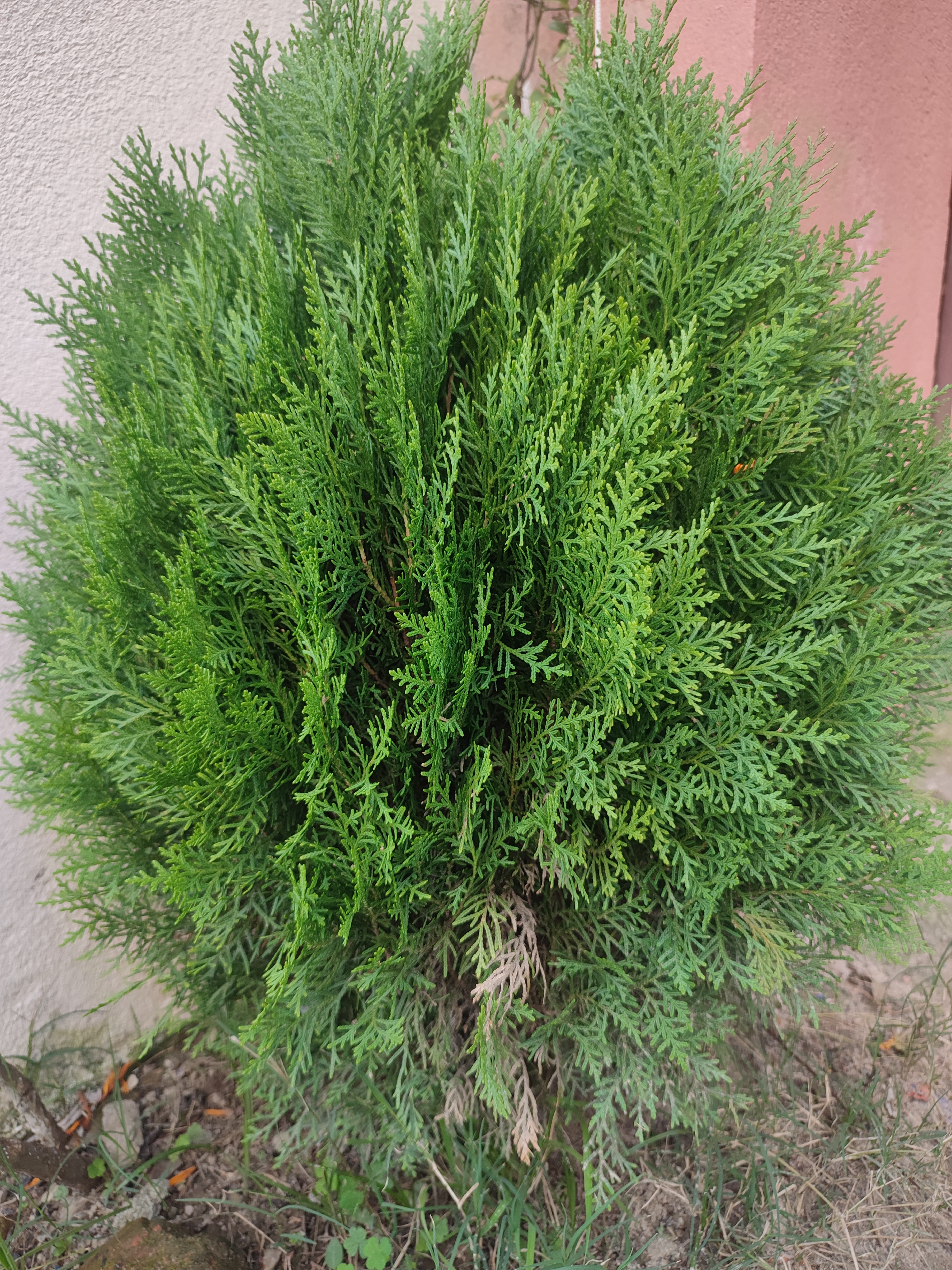 A round shrub with dense, feathery green foliage beside a light-colored wall.