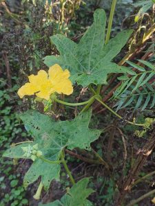 The Giraula flower (written in Nepali as घिरौँलाको फूल) is the blossom of the sponge gourd or luffa vine (Luffa aegyptiaca or Luffa acutangula)
