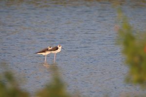 Two young Black-winged Stilts resting on shallow water with one leg. They are striking large black-and-white waders with a thin, straight bill and bright pink legs.
