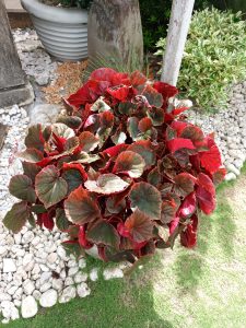 A dense potted begonia plant displaying vibrant ruffled leaves with deep red undersides and green mottled upper surfaces, set in a white stone garden bed.