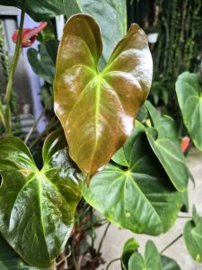 
A new bronze-colored Anthurium leaf growing among green leaves.