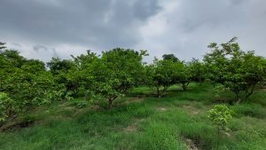 A guava garden in Kot Radha Kishan with rows of small trees and green grass under a cloudy sky.