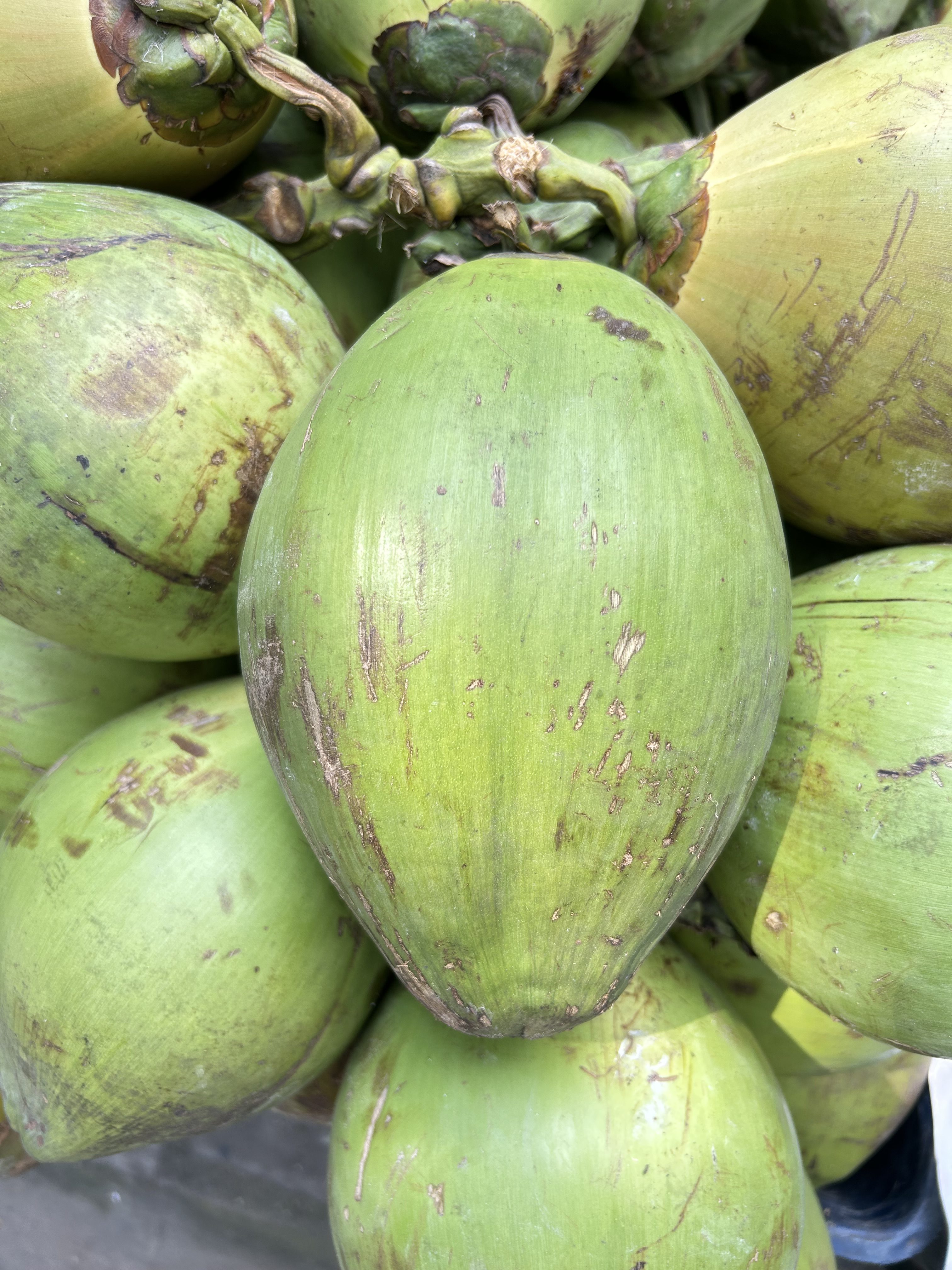 A cluster of green coconuts growing together on a coconut palm.