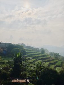 A serene landscape featuring terraced fields rising gently in the foreground, filled with lush greenery. In the background, a small cluster of houses can be seen, partially hidden by a slight mist. The sun is positioned in the sky, casting a soft, diffuse light over the scene, which is complemented by cloudy skies above. Towering plants, possibly banana trees, create a sense of depth and life in the scene, enhancing the tranquil atmosphere of this rural setting.