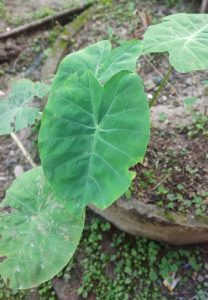 The broad green leaves.
