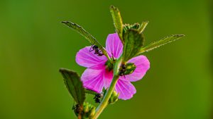 Close-up shot of small black ants crawling on the stem and pink petals of a vibrant wild mallow flower against a soft green blurred background.