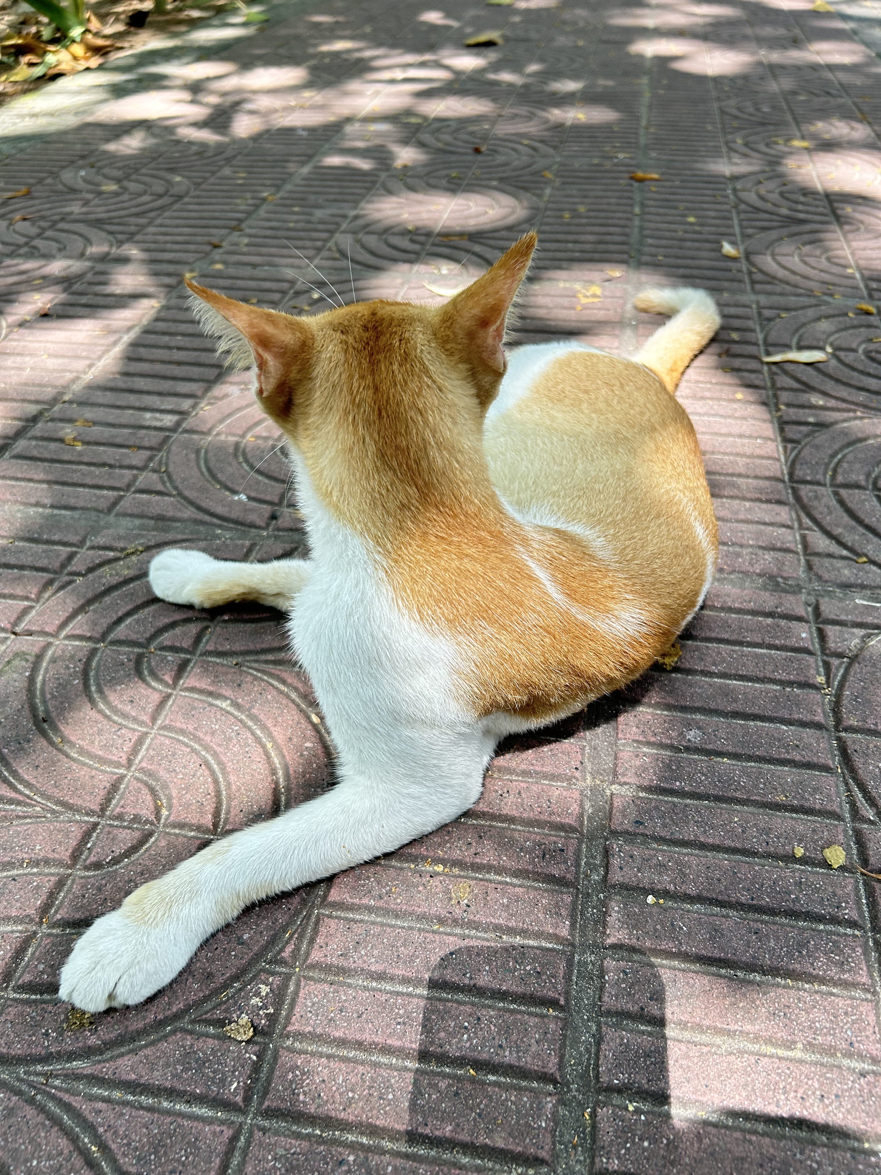 A small, light-colored cat lies comfortably on a patterned, pinkish-brown pavement.