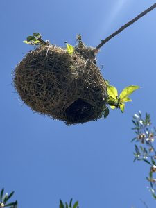 A spherical bird nest made of interwoven grass hangs from a thin branch against a clear blue sky, with a few small green leaves sprouting nearby.