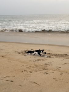 Two dogs resting on a sandy beach near the ocean waves, with one appearing to be a black and white mixed breed.