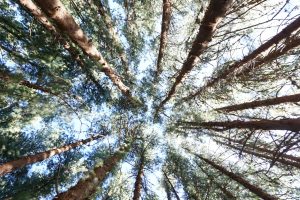 Tall tree trunks and branches viewed upward toward the forest canopy and sky.