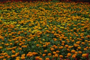 Wide-angle landscape view of an expansive garden carpeted with densely blooming orange and yellow marigold flowers (Tagetes erecta) under direct sun.