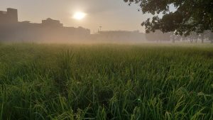
Beautiful morning landscape in Kot Radha Kishen.