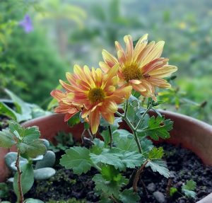 Two warm yellow and orange flowers growing in a pot on a balcony, with a green natural background.