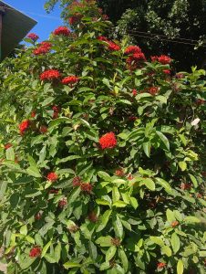 A lush green shrub covered with clusters of bright red flowers under a clear blue sky.