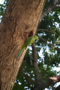 A bright green parakeet with a long blue-tinted tail perched beside a hollow in a tree trunk, surrounded by lush greenery.

