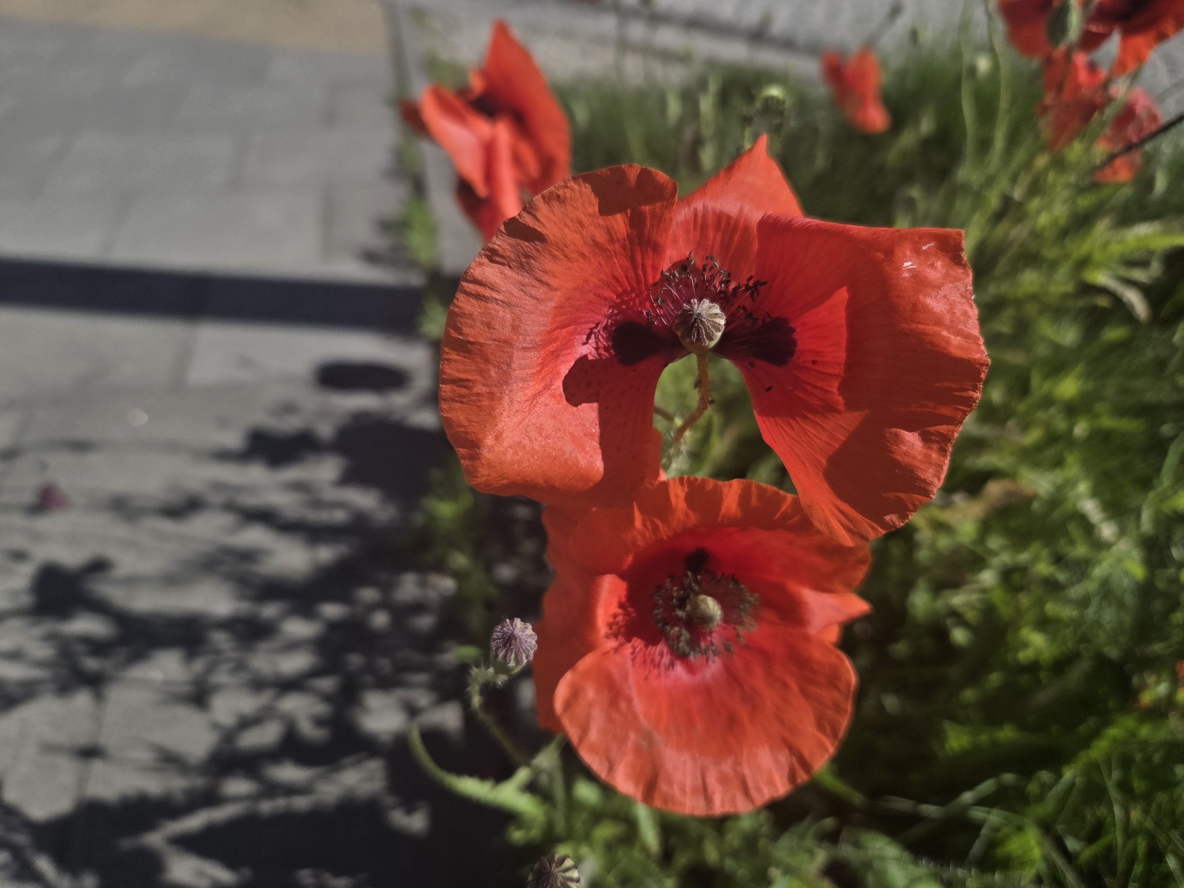 A vibrant close-up of two open red poppy flowers with distinct dark centers, bathed in sunlight. Surrounded by green foliage and other blurred blooms, with a gray stone walkway to the left casting plant shadows.