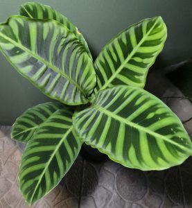 Calathea Zebrina Leaves, Close-up view of Calathea zebrina leaves displaying distinctive green striped patterns and natural leaf textures.