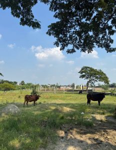 Daytime rural landscape shot of an open grassy field under a bright blue sky with fluffy white clouds, framed by tree branches at the top, featuring two cows grazing in the pasture and distant buildings behind a low fence.
