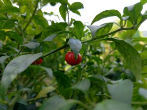 A lush green scene featuring a branch from a pepper plant, adorned with several shiny red peppers hanging amidst vibrant green leaves