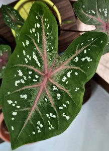 
A Caladium leaf with pink veins, white markings, and green edges.