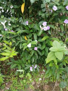 A close-up of a green shrub with small purple and white flowers growing among dense foliage.