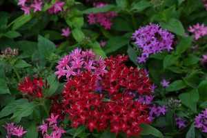 Close-up view of multicolored Egyptian Starcluster flowers (Pentas lanceolata) featuring vibrant crimson red, pink, and violet-purple blooms set against deep green foliage.
