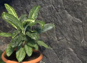Variegated Aglaonema Foliage Against Stone Wall, Close-up photograph of variegated Aglaonema foliage displaying contrasting shades of green, silver, and yellow, set against a textured stone wall background that highlights the ornamental leaf patterns.