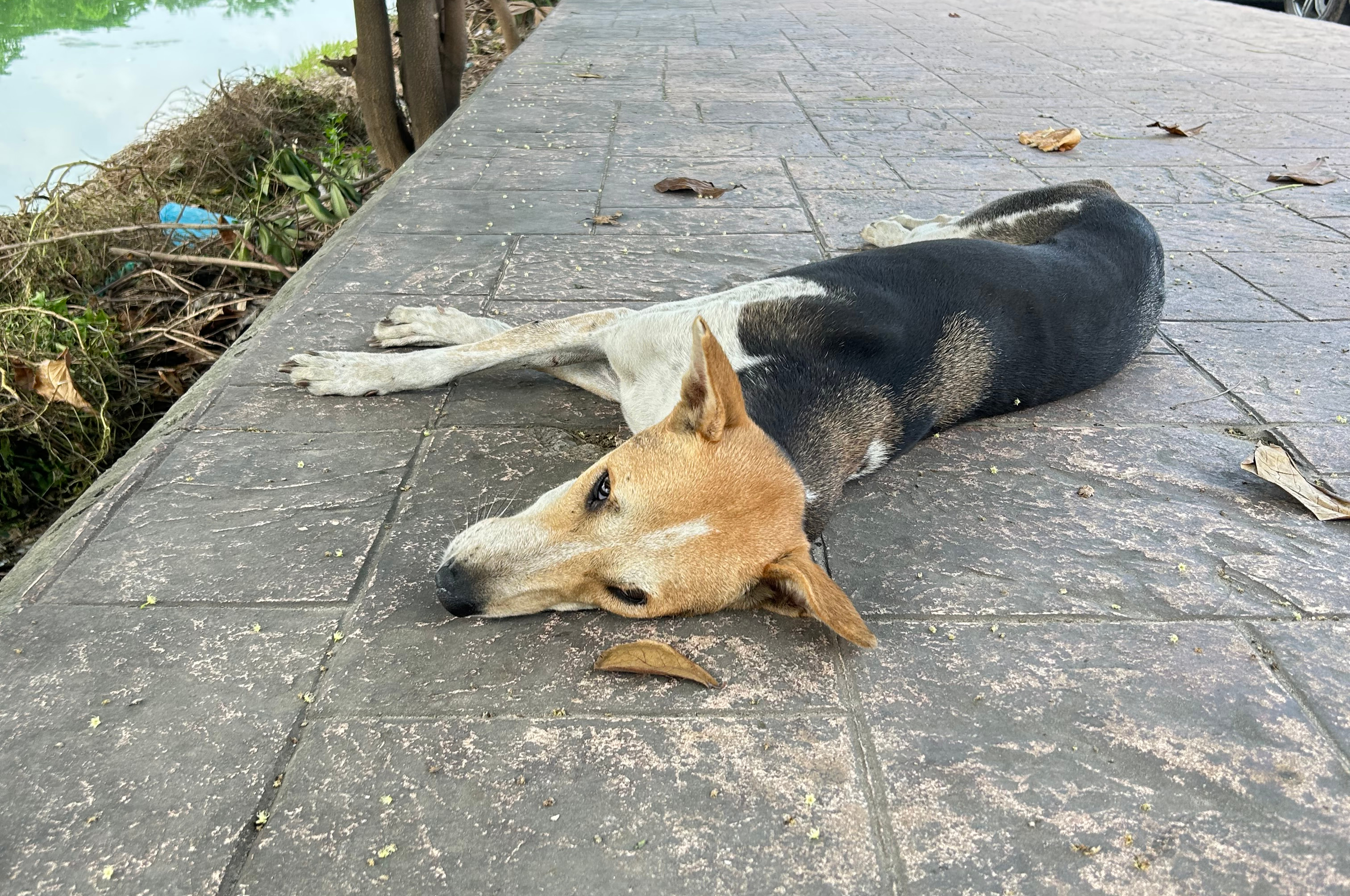 A dog lies on a paved sidewalk beside a shallow, reflective body of water.