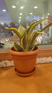A green and yellow striped plant is sitting in a terracotta pot. The leaves are tall, narrow, and point upwards, showcasing a mix of dark green and lighter green patterns along their edges. The pot is plain, made from clay, and rests on a wooden surface. Surrounding the pot is a small decorative area filled with smooth white stones. In the background, there are soft lights and blurred shapes that suggest an indoor space, possibly a shop or café.