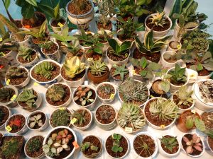A dense tabletop display of diverse small succulents, cacti, and patterned foliage plants potted individually in small ceramic cups and planters.