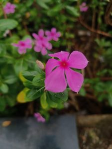 A close-up of a vibrant pink flower with five petals and a white center, surrounded by rich green leaves.
